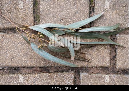 Feuilles tombées. Les feuilles d'eucalyptus et de chêne soyeux forment un motif aléatoire sur le sol. Vue de dessus Banque D'Images