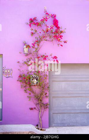 Une plante de bougainvillea sur un mur violet, San Miguel de Allende, Mexique. Banque D'Images