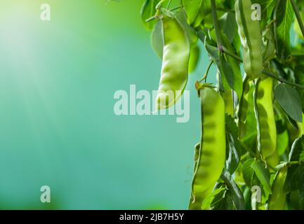 Gros plan des petits pois. Vue sur une plante de pois frais au lever du soleil dans un jardin de pois. Champ de production de légumes biologiques. Banque D'Images