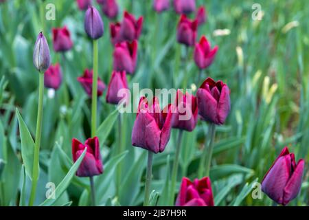 Une abondance de fleurs de tulipe dans un lit de fleurs. Tulipes rouge foncé avec pétales à franges. Banque D'Images