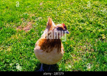 Une poule brun clair fixe dans la caméra, gros plan vidéo dans le jardin vert dans l'arrière-cour Banque D'Images