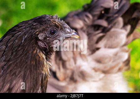 Poule brune, côté droit gros plan photo dans le jardin vert dans l'arrière-cour Banque D'Images