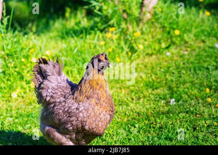 Poule gris clair, côté droit, photo de côté en gros plan dans le jardin vert dans l'arrière-cour Banque D'Images