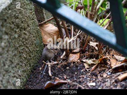 Une souris en bois appelée souris à longue queue (Apodemus sylvaticus) se nourrissant de marches en béton Banque D'Images