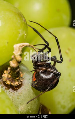 Araignée veuve noire se cachant dans les raisins du supermarché Banque D'Images