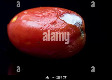 Moule tomate moule blanc gros plan. Banque D'Images