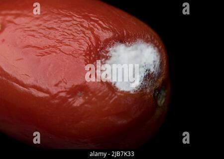 Moule blanc gros plan de tomate de nourriture mody. Pourriture de la nourriture rouge tomate moule croissant. Banque D'Images