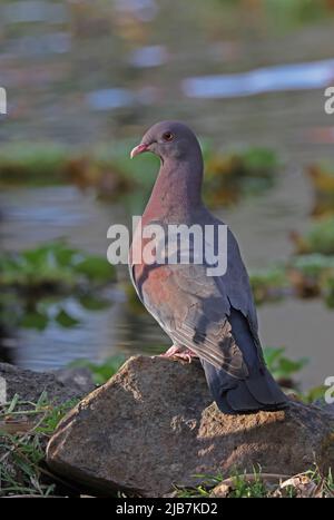 Pigeon à bec rouge (Patagioenas flavirostris) adulte perchée sur l'eau San Jose, Costa Rica Mars Banque D'Images