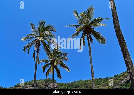 Cocotiers et ciel bleu, Rio Banque D'Images