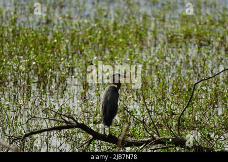 Un grand héron bleu (Ardea Herodias) repose sur une branche d'arbres au parc national de Barr Lake, dans le Colorado, aux États-Unis. Banque D'Images