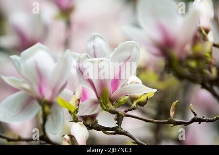 Gros plan de grandes fleurs d'arbre Magnolia soucoupe blanche et rose un jour de printemps (Magnolia x soulangeana). Banque D'Images