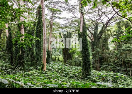 Une mer de verdure le long de la randonnée de Manoa Falls, Oahu, Hawaï Banque D'Images