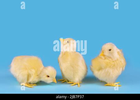 Trois poussins artificiels dans une rangée sur fond bleu Banque D'Images