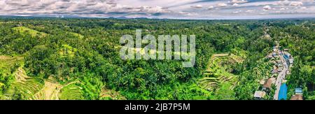 Panorama aérien au paysage tropical avec riz jaune séché terrasses étagées après la récolte d'automne, beaucoup de palmiers - temps d'hiver, Bali hiver Banque D'Images