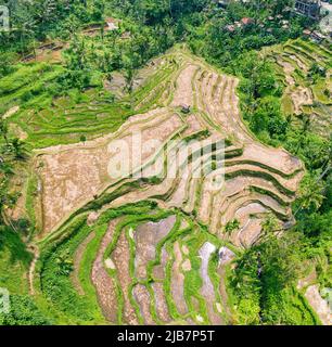 Vue aérienne de haut en bas de la vallée tropicale avec le riz jaune séché terrasses étagées après la récolte d'automne, beaucoup de palmiers, Bali Banque D'Images