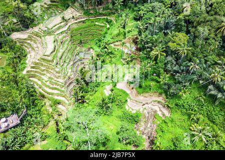 Vue aérienne de haut en bas de la vallée tropicale avec le riz jaune séché terrasses étagées après la récolte d'automne, beaucoup de palmiers, Bali Banque D'Images