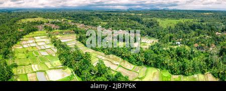 Panorama aérien au paysage tropical avec riz jaune séché terrasses étagées après la récolte d'automne, beaucoup de palmiers - temps d'hiver, Bali hiver Banque D'Images