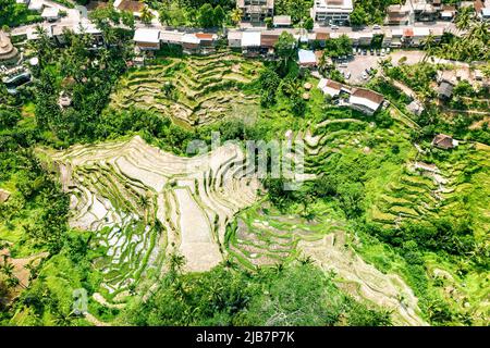 Vue aérienne de haut en bas de la vallée tropicale avec le riz jaune séché terrasses et maisons étagées, beaucoup de palmiers, Bali Banque D'Images