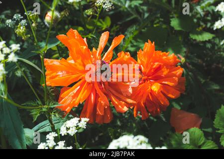 Fleurs de pavot sur fond naturel d'herbe vert foncé. L'été. Magnifique fond floral. Gros plan sur les coquelicots en fleurs. Fleurs sauvages rouges Banque D'Images