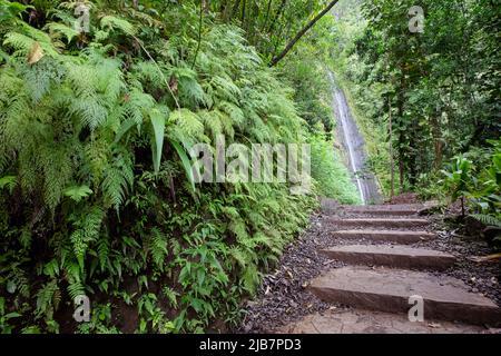 Végétation luxuriante le long de la randonnée de Manoa Falls, Oahu, Hawaï Banque D'Images