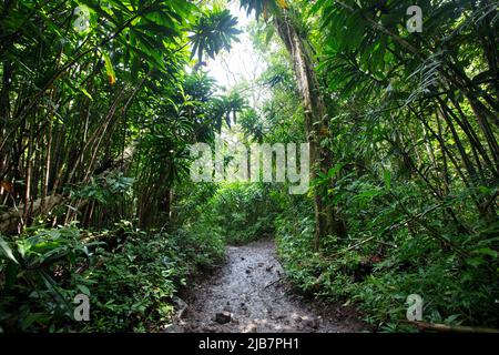 Végétation luxuriante le long de la randonnée de Manoa Falls, Oahu, Hawaï Banque D'Images