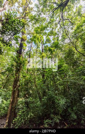 Végétation luxuriante le long de la randonnée de Manoa Falls, Oahu, Hawaï Banque D'Images