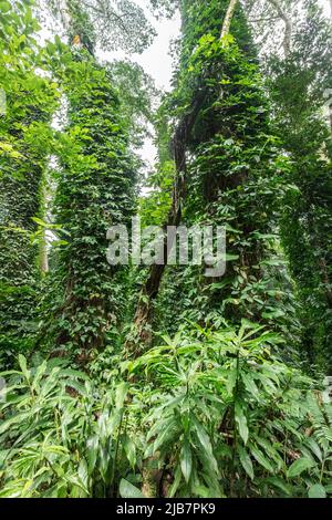 Végétation luxuriante le long de la randonnée de Manoa Falls, Oahu, Hawaï Banque D'Images