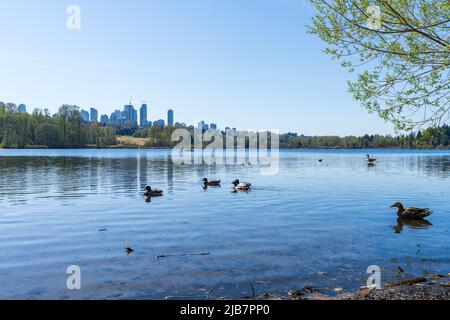 Lac Deer Lake Park. Gratte-ciel de bâtiments modernes Metrotown en arrière-plan. Burnaby, C.-B., Canada. Banque D'Images