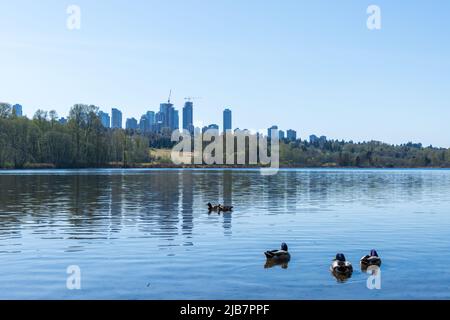 Lac Deer Lake Park. Gratte-ciel de bâtiments modernes Metrotown en arrière-plan. Burnaby, C.-B., Canada. Banque D'Images