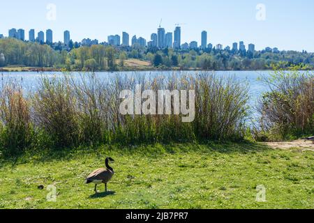 Lac Deer Lake Park. Gratte-ciel de bâtiments modernes Metrotown en arrière-plan. Burnaby, C.-B., Canada. Banque D'Images