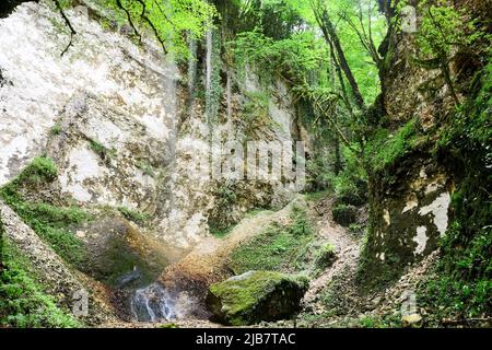 Belle cascade dans la forêt abkhaze, gorge de Kodori. Vue de bas en haut Banque D'Images