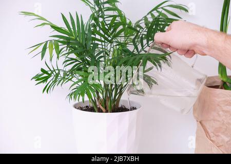 Un homme arrose une plante de palmier à partir d'un arrosoir. Soin des plantes à domicile. Banque D'Images