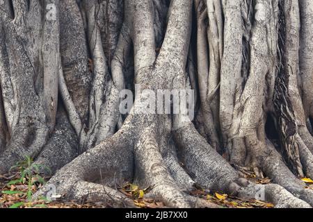 Banyan Tree ou Ficus Tree trunk gros plan Banque D'Images