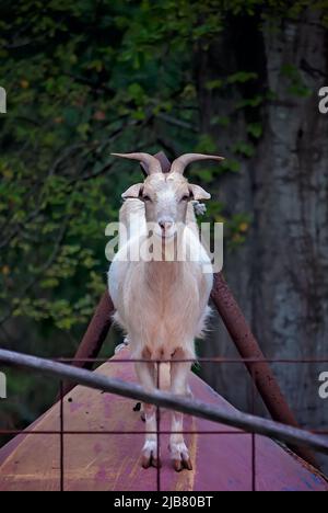 Nilla, une chèvre pygmée d'animal de compagnie (Capra hircus), pairs entre les rails de clôture, 29 mars 2011, dans Mobile, Alabama. Banque D'Images