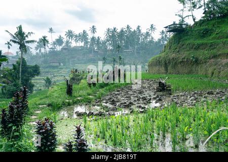 Petit tracteur agricole rouillé portable, debout sur du riz vert. Champ avec beaucoup d'eau pour la culture du riz sur les terrasses dans la vallée tropicale, Banque D'Images