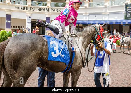 Hallandale Florida Miami, Gulfstream Park Racetrack racetrack hippodrome champ de courses de chevaux pur-sang, pré-course Warm up paddock marche anneau groom stable garçon h Banque D'Images