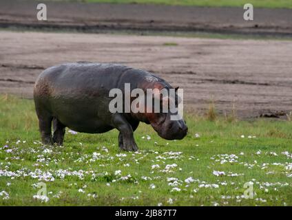 Hippo dans le cratère de Ngorongoro, Tanzanie Banque D'Images