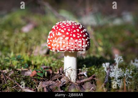 Petite mouche rouge agaric dans la forêt Banque D'Images