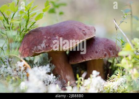 Deux champignons boletus edulis ou porcini dans une forêt de pins Banque D'Images