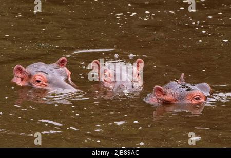 Hippos dans le parc national de Serengeti, Tanzanie. Banque D'Images