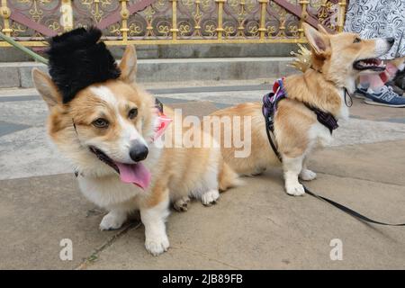 Londres, Royaume-Uni, 3rd juin 2022. Les propriétaires de chiens Corgi se sont réunis de partout dans le pays pour célébrer le Jubilé de platine de la Reine, lorsqu'ils ont marché dans les parcs royaux du centre de Londres. La Reine a toujours été amoureuse de la race de chien, propriétaire de la sienne depuis qu'elle était adolescente. Crédit : onzième heure Photographie/Alamy Live News Banque D'Images