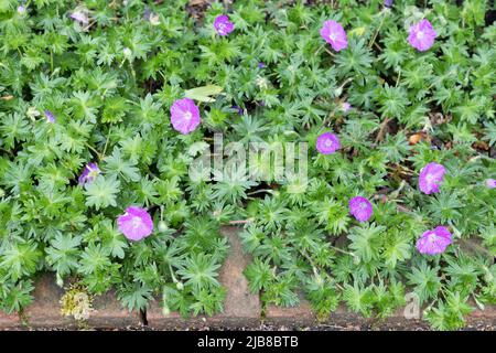 Géranium sanguineum 'Alpenglown'. Banque D'Images