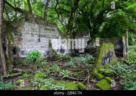 Vestiges des maisons détruites de la ville d'Armero couvertes d'arbres et de nature après 37 ans de la tragédie provoquée par le volcan Nevado del Ruiz Banque D'Images