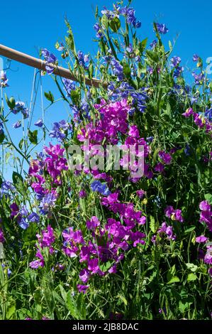 Sydney Australie, petits pois bleus et mauves poussant sur le treillis Banque D'Images