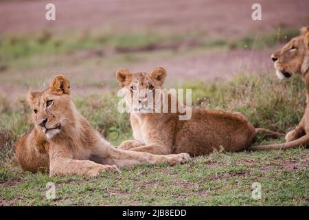 Nairobi, Kenya. 03rd juin 2022. Une fierté des lions se détendant au parc national de Nairobi. Le parc national de Nairobi est la seule capitale mondiale de la faune. Il est à environ 12km du quartier central des affaires de Nairobiís. Le parc national de Nairobi a une large plaine d'herbe ouverte et la toile de fond de la ville des raies, brousse d'acacia dispersée qui joue un hôte à une grande variété de la faune, y compris le rhinocéros noir en danger, lions, léopards, cheetahs, hyenas, buffles, girafes et divers oiseaux avec plus de 400 espèces enregistrées. Crédit : SOPA Images Limited/Alamy Live News Banque D'Images