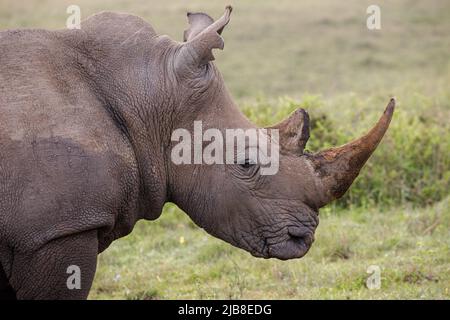 Nairobi, Kenya. 03rd juin 2022. Un rhinocéros noir, une espèce en voie de disparition, au parc national de Nairobi. Le parc national de Nairobi est la seule capitale mondiale de la faune. Il est à environ 12km du quartier central des affaires de Nairobiís. Le parc national de Nairobi a une large plaine d'herbe ouverte et la toile de fond de la ville des raies, brousse d'acacia dispersée qui joue un hôte à une grande variété de la faune, y compris le rhinocéros noir en danger, lions, léopards, cheetahs, hyenas, buffles, girafes et divers oiseaux avec plus de 400 espèces enregistrées. Crédit : SOPA Images Limited/Alamy Live News Banque D'Images