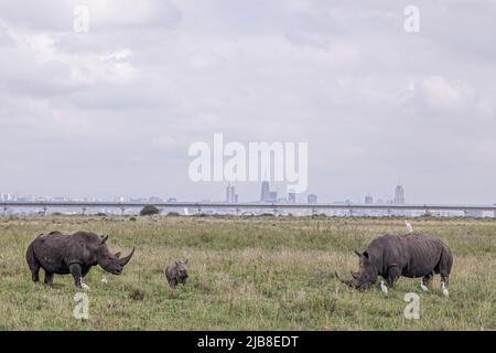 Deux rhinocéros noirs et un veau, une espèce en voie de disparition, se broutent dans le parc national de Nairobi avec la ville de Nairobi en arrière-plan. Le parc national de Nairobi est la seule capitale mondiale de la faune. Il est à environ 12km du quartier central des affaires de Nairobiís. Le parc national de Nairobi a une large plaine d'herbe ouverte et la toile de fond de la ville des raies, brousse d'acacia dispersée qui joue un hôte à une grande variété de la faune, y compris le rhinocéros noir en danger, lions, léopards, cheetahs, hyenas, buffles, girafes et divers oiseaux avec plus de 400 espèces enregistrées. (Photo de Boniface Muthoni/SOPA IM Banque D'Images