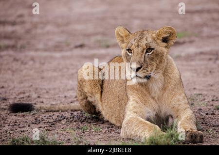 Nairobi, Kenya. 03rd juin 2022. Un lion cub relaxant au parc national de Nairobi. Le parc national de Nairobi est la seule capitale mondiale de la faune. Il est à environ 12km du quartier central des affaires de Nairobiís. Le parc national de Nairobi a une large plaine d'herbe ouverte et la toile de fond de la ville des raies, brousse d'acacia dispersée qui joue un hôte à une grande variété de la faune, y compris le rhinocéros noir en danger, lions, léopards, cheetahs, hyenas, buffles, girafes et divers oiseaux avec plus de 400 espèces enregistrées. Crédit : SOPA Images Limited/Alamy Live News Banque D'Images