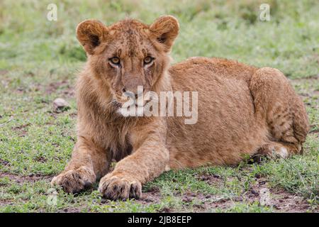 Nairobi, Kenya. 03rd juin 2022. Un lion cub relaxant au parc national de Nairobi. Le parc national de Nairobi est la seule capitale mondiale de la faune. Il est à environ 12km du quartier central des affaires de Nairobiís. Le parc national de Nairobi a une large plaine d'herbe ouverte et la toile de fond de la ville des raies, brousse d'acacia dispersée qui joue un hôte à une grande variété de la faune, y compris le rhinocéros noir en danger, lions, léopards, cheetahs, hyenas, buffles, girafes et divers oiseaux avec plus de 400 espèces enregistrées. Crédit : SOPA Images Limited/Alamy Live News Banque D'Images