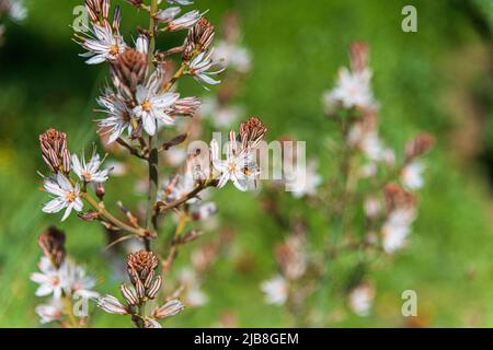 Asphodelus albus, communément appelé asphodel à fleurs blanches, est une plante herbacée vivace. Photo de haute qualité Banque D'Images